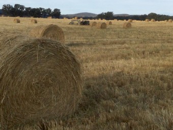 300 x Wheaten Hay 5x4 Rolls