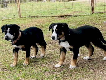 Kelpie pups