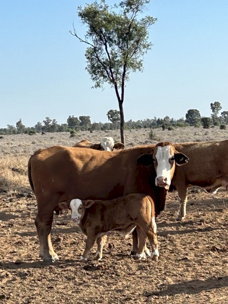 WANTED Agistment 60 Cows and Calves