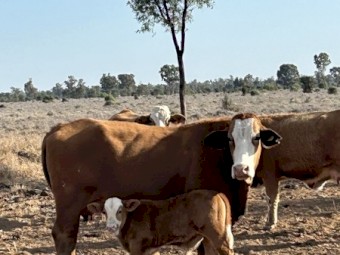 WANTED Agistment 60 Cows and Calves