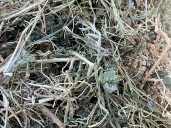 Sub clover hay