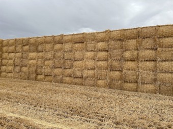 1000mt Barley Straw 540kg 8x4x3 Bales