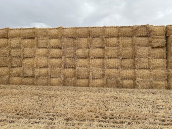 1000mt Barley Straw 540kg 8x4x3 Bales