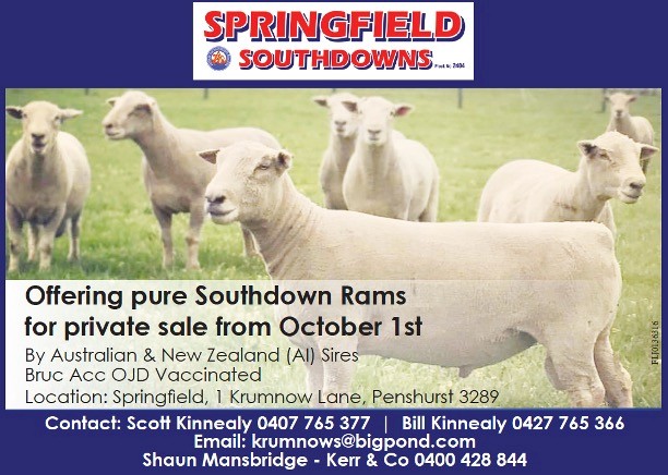 Springfield Southdown Rams