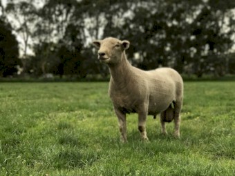 Springfield Southdown Rams