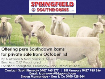 Springfield Southdown Rams