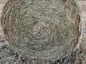 500x Oaten Hay 5x4 Rolls