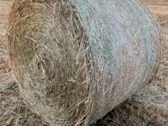 500x Oaten Hay 5x4 Rolls