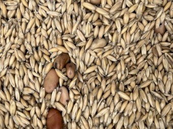 Oat Bean Mix  (Approx 15t)