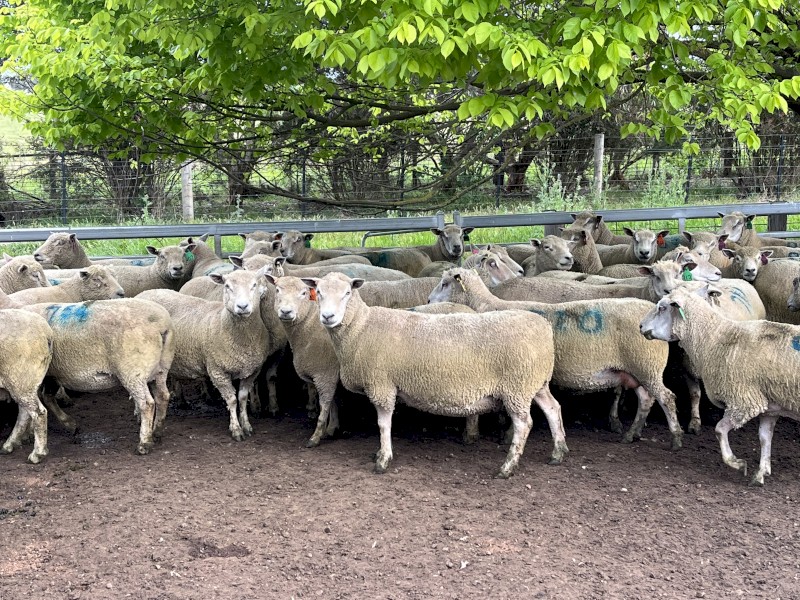 Southdown stud ewes 