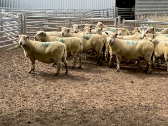 Southdown stud ewes 