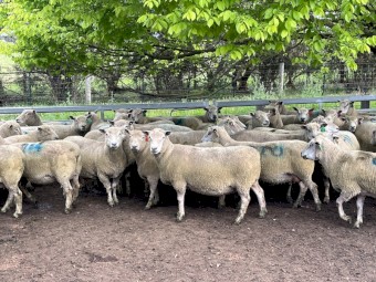 Southdown stud ewes 