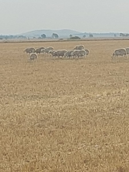 40 Aussie White Ewe Lambs