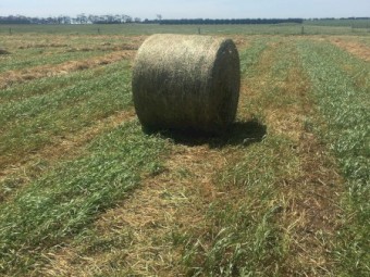 200mt Clover/Oaten Hay 5x4 Round Bales
