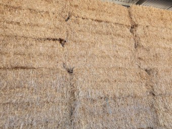 100mt Barley Lucerne Hay 8x4x3 Bales