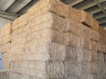 100mt Barley Lucerne Hay 8x4x3 Bales