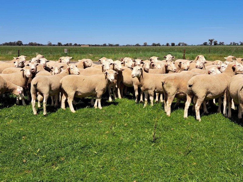 2022 Pepperton White Suffolk Flock Rams - High Lambplan TCP 155-160 Index with new Eating Quality Index 150-160