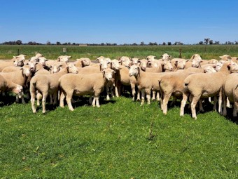 2022 Pepperton White Suffolk Flock Rams - High Lambplan TCP 155-160 Index with new Eating Quality Index 150-160