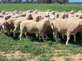 2022 Pepperton White Suffolk Flock Rams - High Lambplan TCP 155-160 Index with new Eating Quality Index 150-160