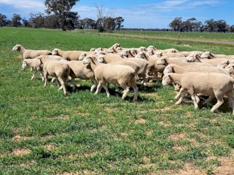 2022 Pepperton White Suffolk Flock Rams - High Lambplan TCP 155-160 Index with new Eating Quality Index 150-160