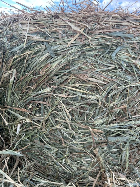 500 x Wheaten Hay Rolls (Organic)