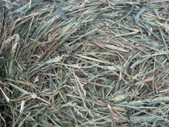 500 x Wheaten Hay Rolls (Organic)