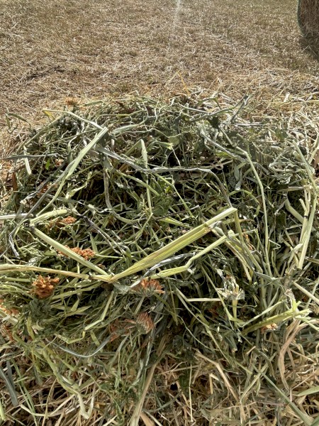 3800 x Clover Hay Small Square Bales