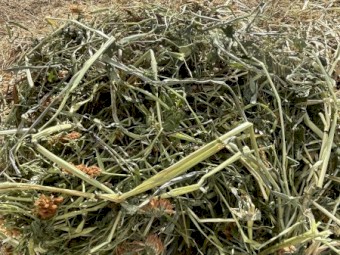 3800 x Clover Hay Small Square Bales