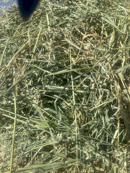 2800 x Oaten Hay Small Square Bales