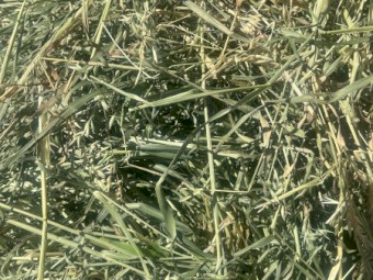 2800 x Oaten Hay Small Square Bales