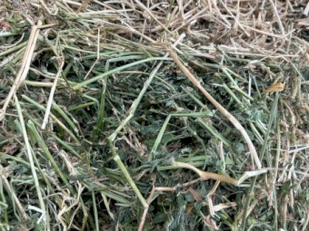 1400 x Lucerne Hay Small Square Bales