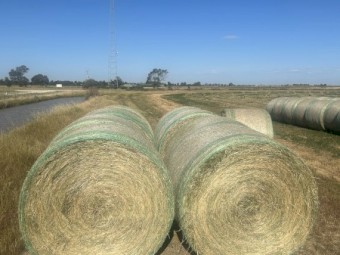 30 x Lucerne Hay 5X4 Rolls