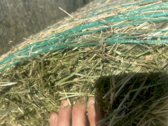 30 x Lucerne Hay 5X4 Rolls