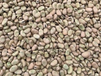 Faba Beans 2023 Harvest No. 1 Quality
