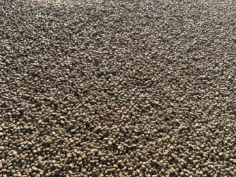 Faba Beans 2023 Harvest No. 1 Quality