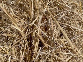 Barley Straw 5x4 Rounds