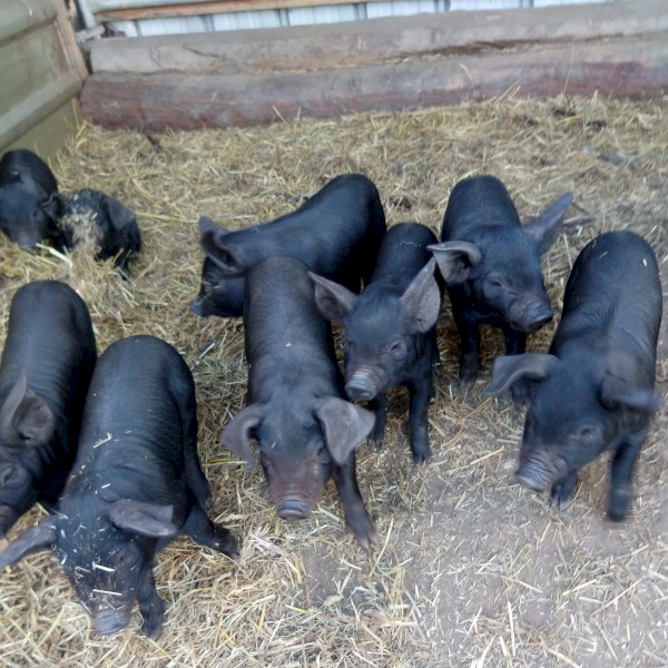 Piglets Large Black  Free Range
