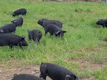 Piglets Large Black  Free Range