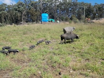 Piglets Large Black  Free Range