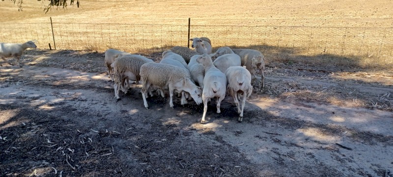 Aussie Wh x Wh Dorper maiden ewes