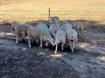 Aussie Wh x Wh Dorper maiden ewes