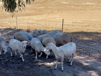 Aussie Wh x Wh Dorper maiden ewes