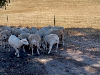 Aussie Wh x Wh Dorper maiden ewes