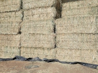 Awnless wheaten and rye hay 2023 season