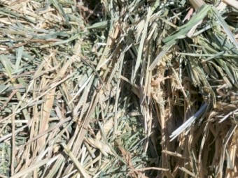 Awnless wheaten and rye hay 2023 season