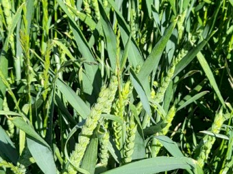 Awnless wheaten and rye hay 2023 season