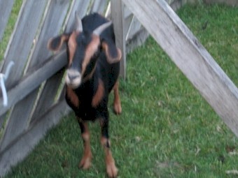 Female goat for Sale Miniature Goat Cross 2 years old.  