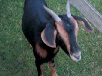 Female goat for Sale Miniature Goat Cross 2 years old.  