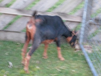 Female goat for Sale Miniature Goat Cross 2 years old.  
