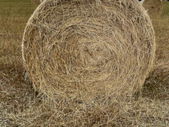 150 x Rye Grass Hay 4x4 Rolls